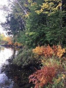 Thanksgiving time at the cottage. Leaves changing colour.