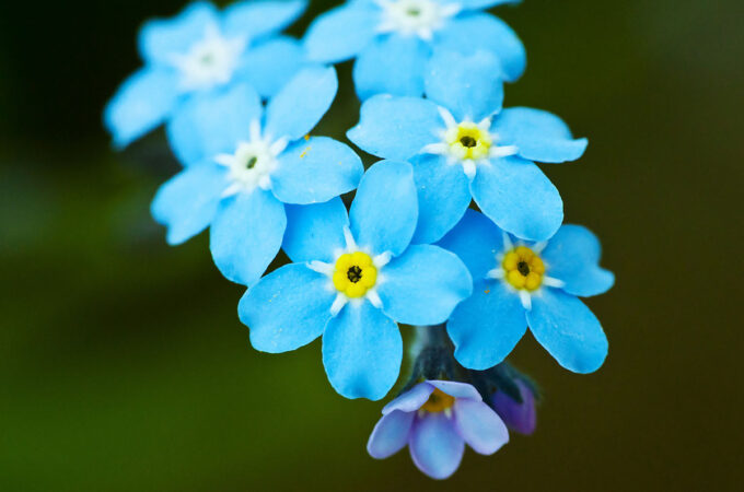 Some myosotis flowers, colloquially known as "forget-me-nots". I thought these would be appropriate for this blog post.