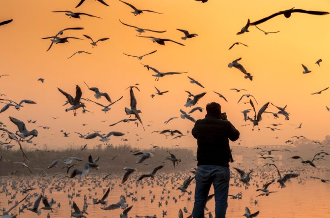 A man photographs seagulls.